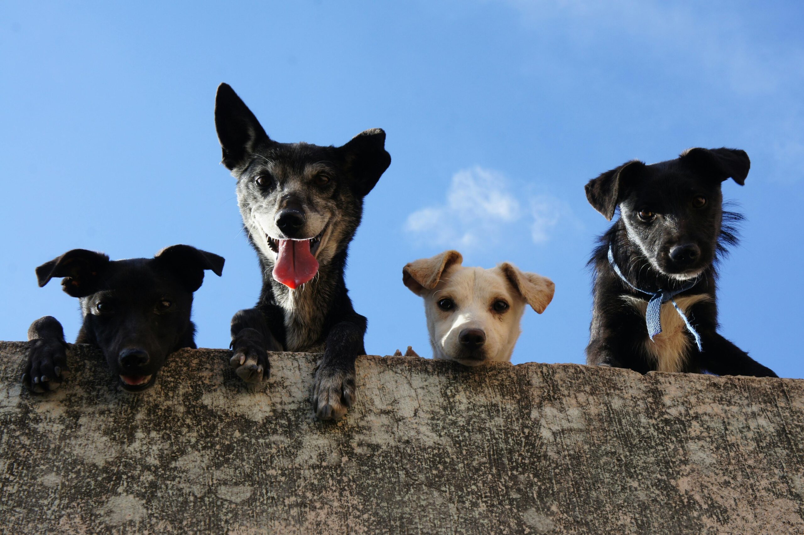 Agencia de Marketing para el sector de alimentación animal 