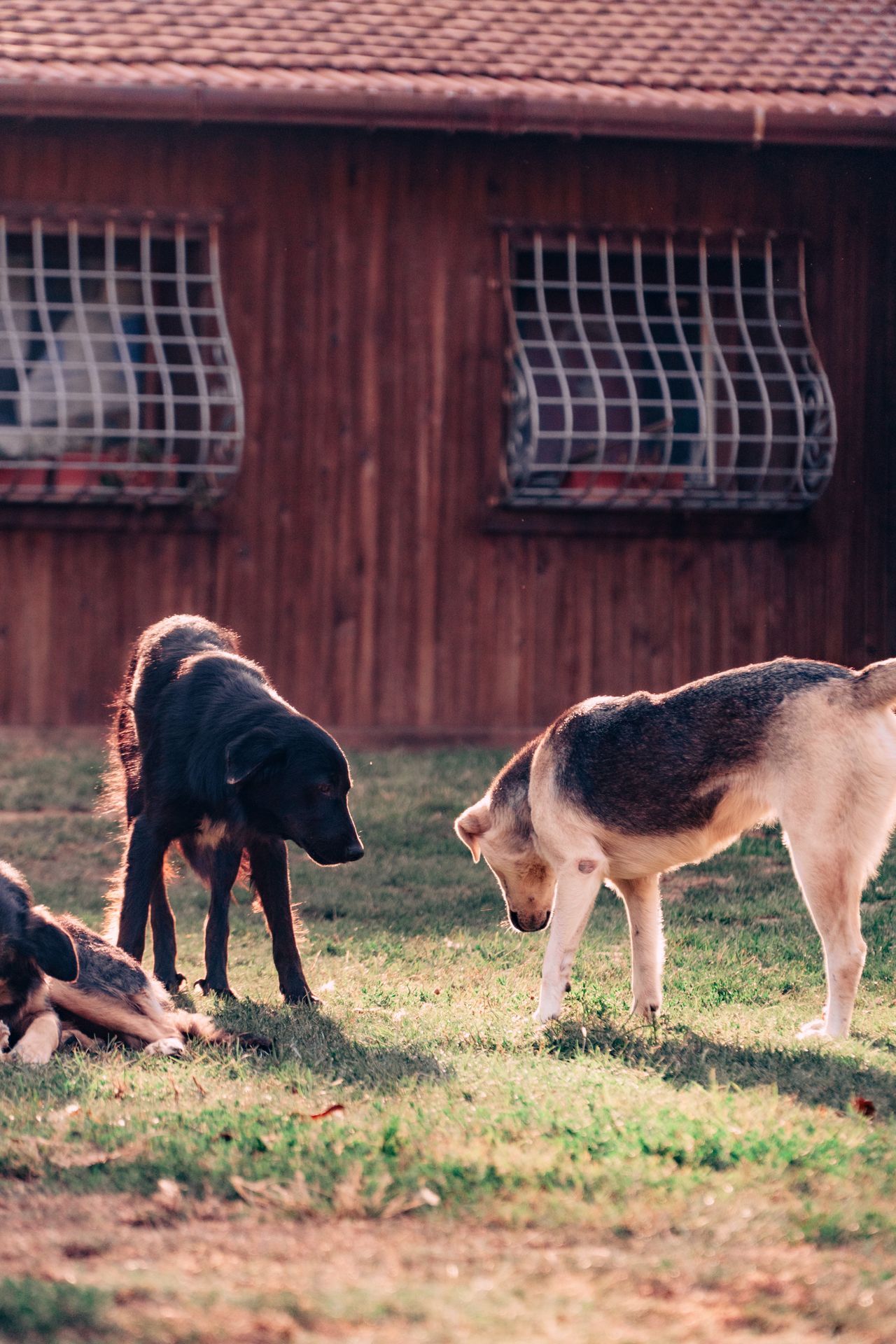 Estrategia, creatividad y marketing digital especializados en el sector petcare. Hacemos que tu marca de mascotas conecte, emocione y venda más.