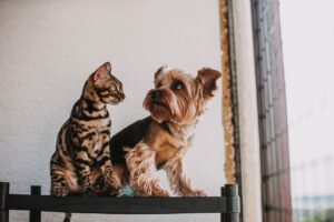 Impulsa tu marca petcare al siguiente nivel. Somos la agencia de publicidad experta en conectar marcas de mascotas con dueños amantes de los animales.